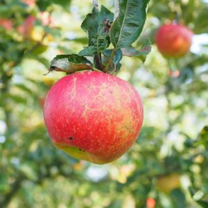 _absolutely_free_photos_original_photos_red-apples-tree-4608x3456_101345