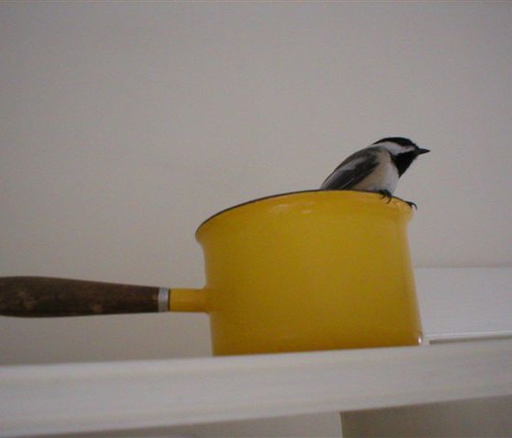 photo of a little bird that flew into my kitchen and landed on a yellow sauce pan.