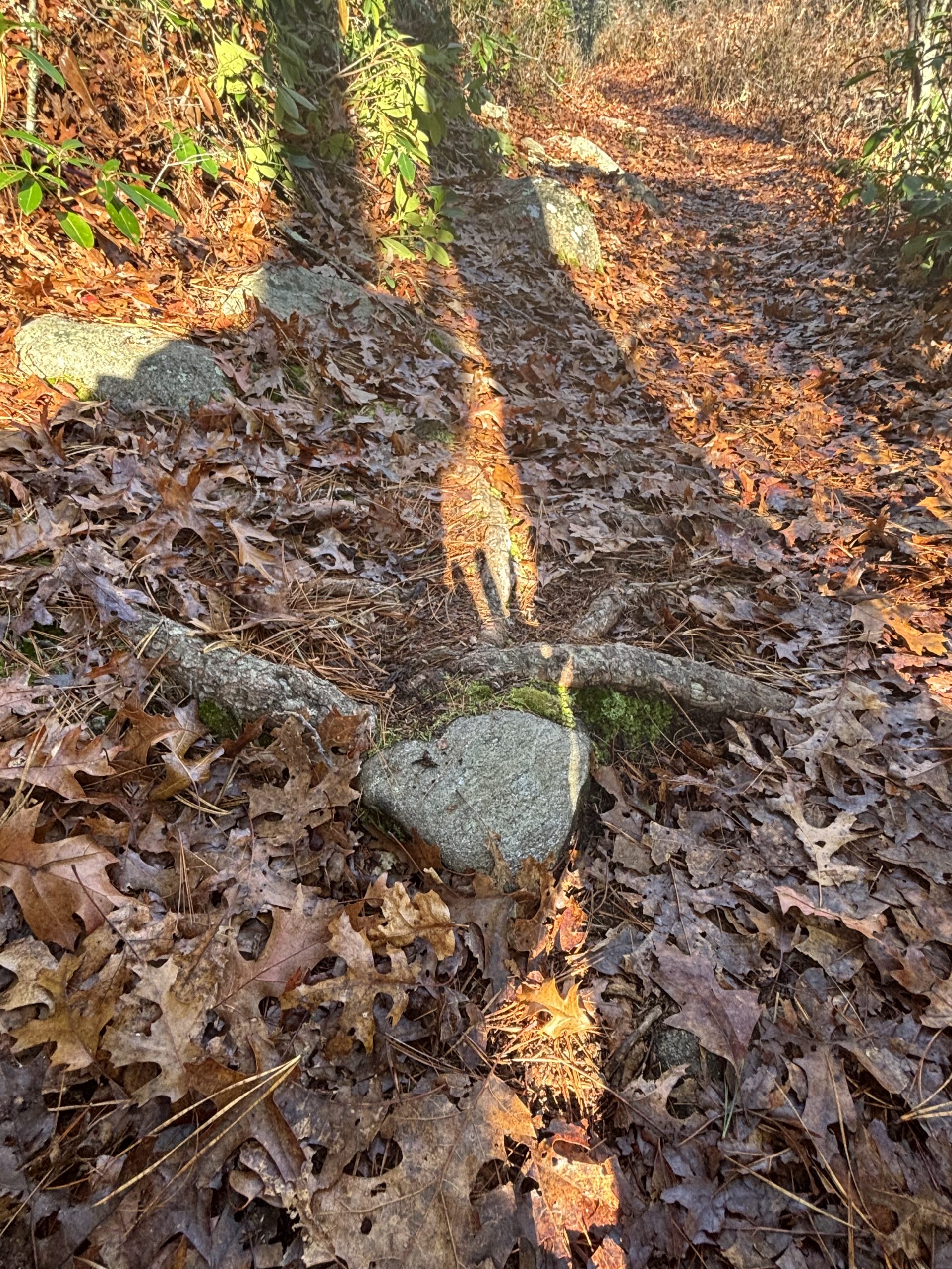 Original Photo for Medusa DK