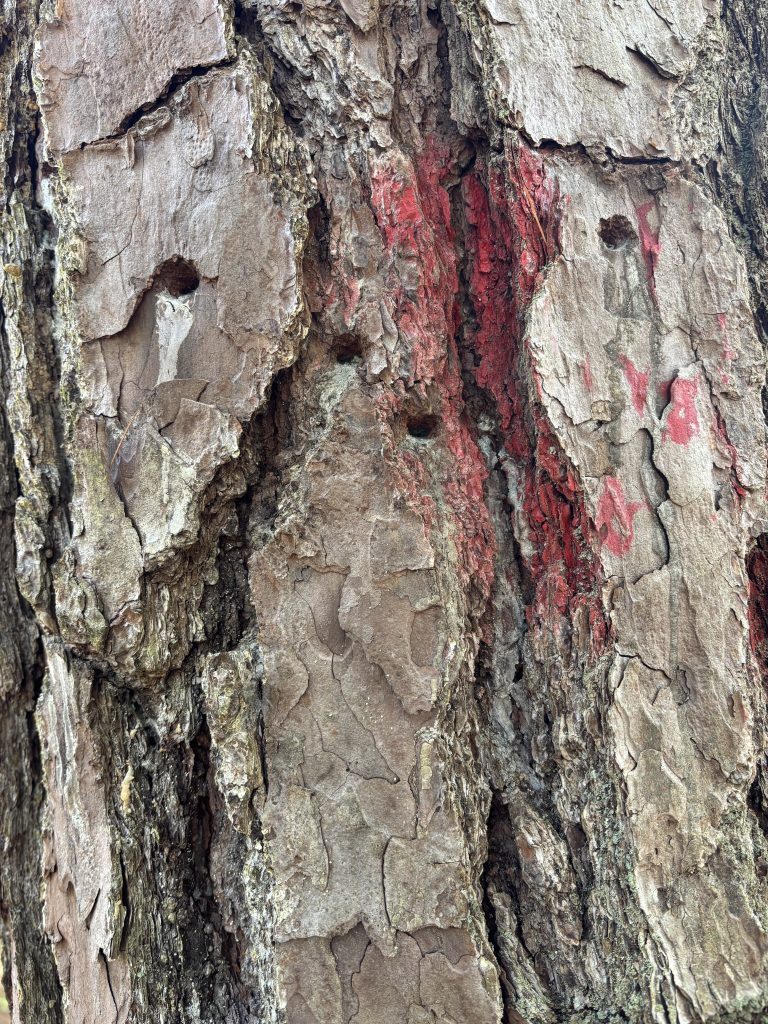 photo of bark with blaze and dots from woodpeckers. Source photo for emblem