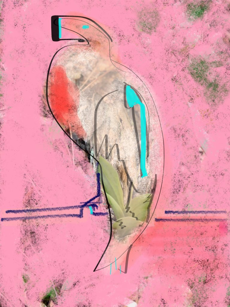 phone markup art of an abstract bird on pink background by Elizabeth Matteson