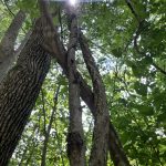 photo of trees with lens flare