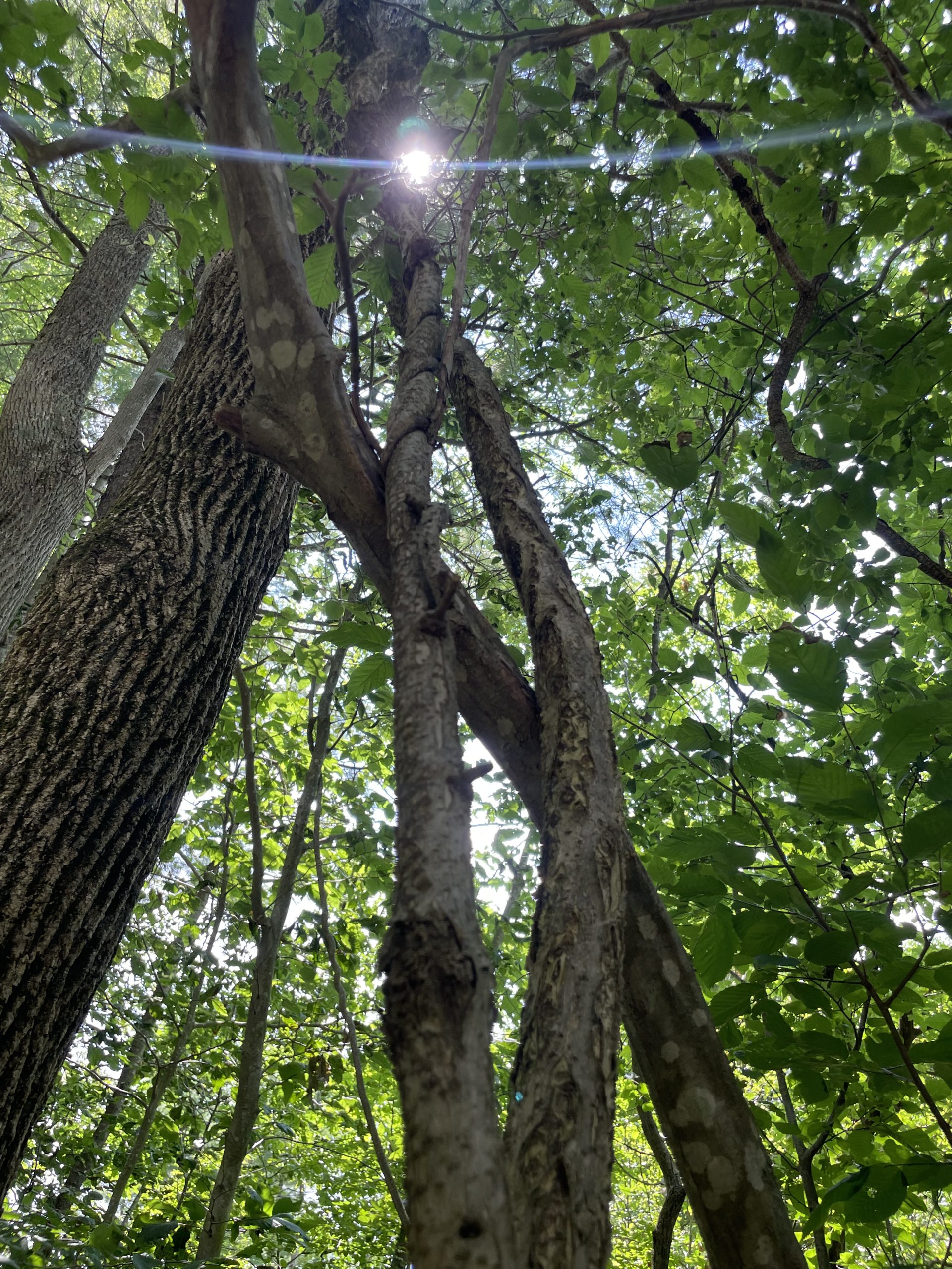 photo of trees with lens flare