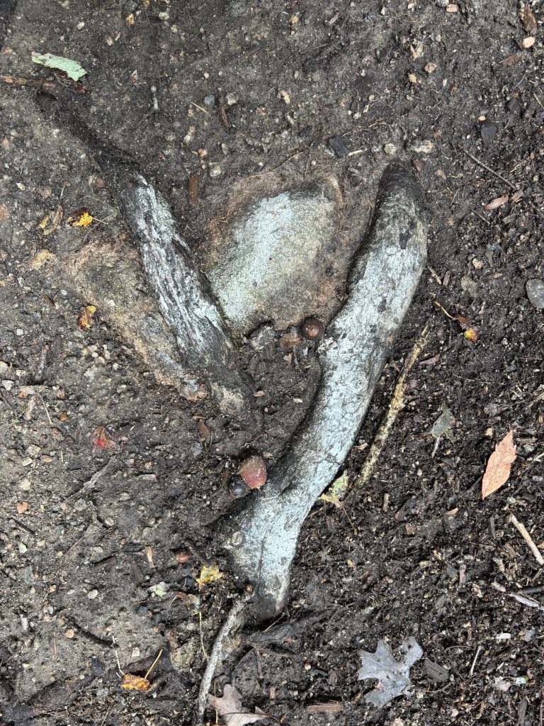 photograph of roots © September 2025 Elizabeth Mullen Matteson