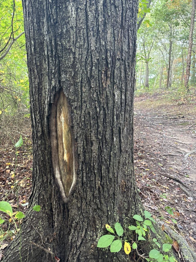 photo of tree © September 2025 Elizabeth Mullen Matteson
