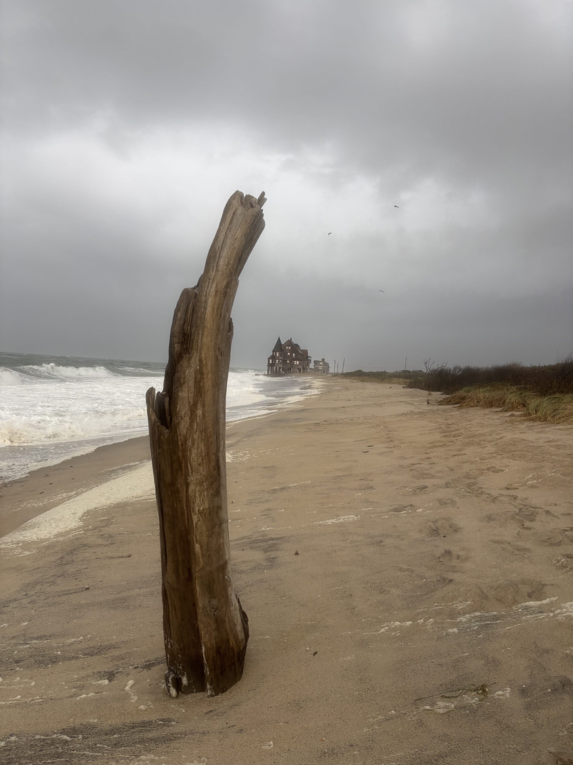 Photo of driftwood on Rhode Island Beach by Elizabeth M Matteson