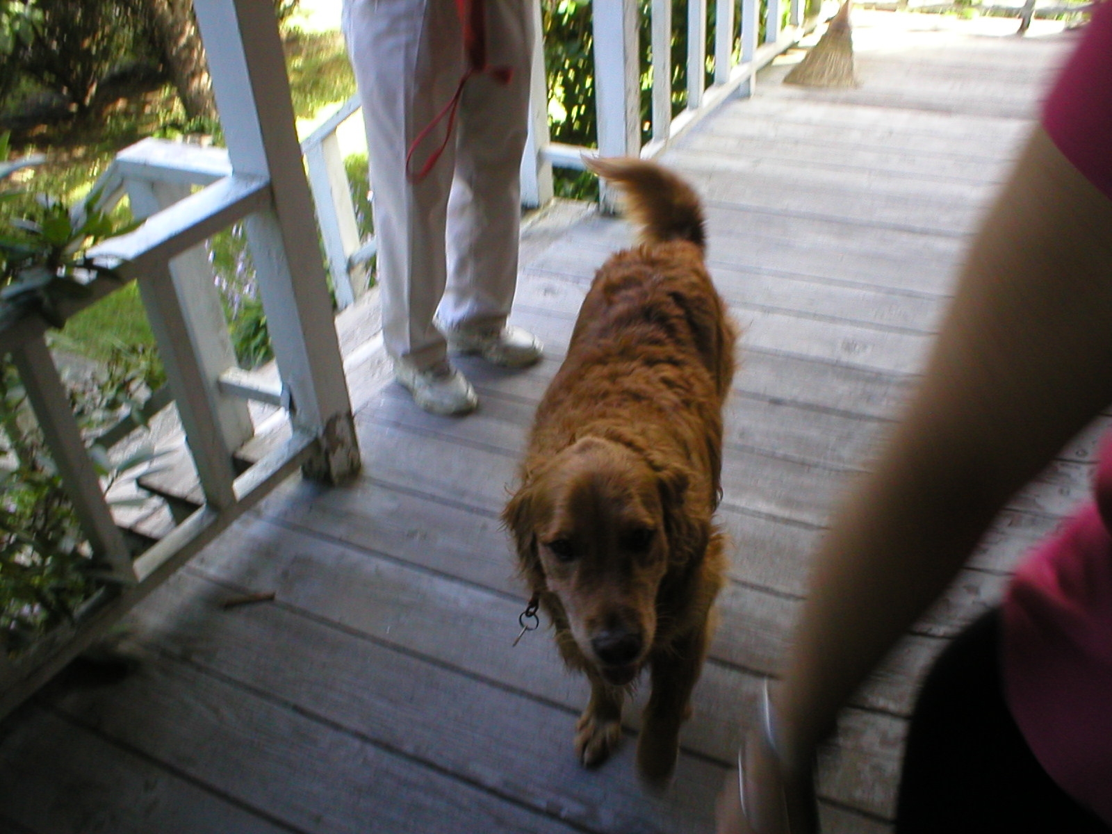 My dog Wing on the porch